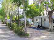 Pitches under trees