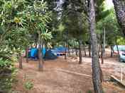 Visitor image of the under the pines pitches (added by manager 05 Sep 2022)