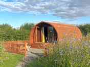 Pods in the wildflower meadow