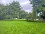 Walk through the orchard