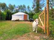 The yurt on its private pitch – plus pals