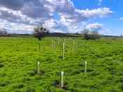 New tree plantings divide up the site (added by manager 13 Feb 2024)