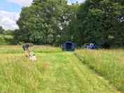Pitches mown into the long grass