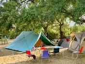 Tent pitches under the trees
