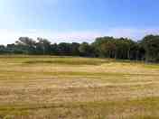 Grassy pitches surrounded by trees