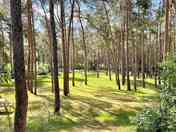 Tree-shaded pitches