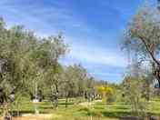 Tree-shaded pitches