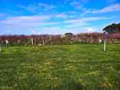 Grass pitch