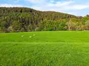 Non-electric grass tent pitches