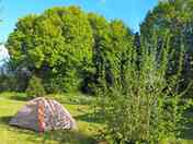 Camping field lined by trees (added by manager 05 Sep 2023)