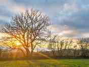 Sunrise over the trees