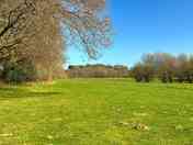 Treeline