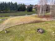 Camping area and communal firepit