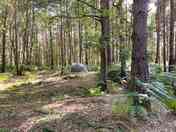 Spacious woodland pitches