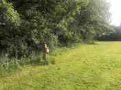 Grass pitches