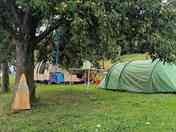 Camp under pear trees