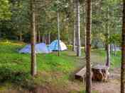 Tree-shaded pitches
