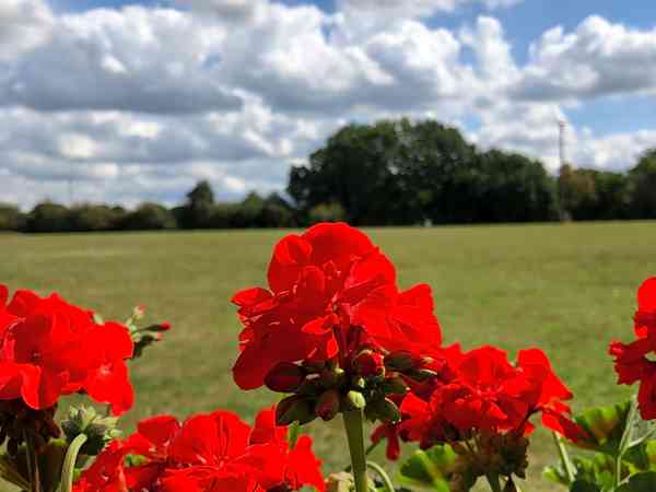 Plass for telt på gressplen , uten strøm