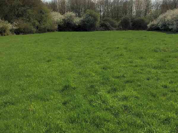 End of the meadow End of the meadow
