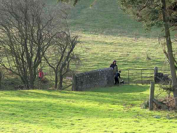 Woodland non-electric grass tent pitch