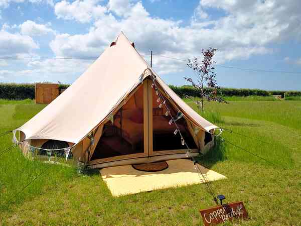 Copper Beech bell tent