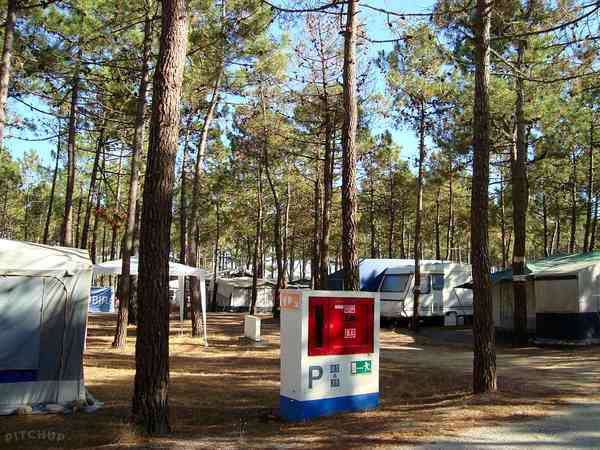 Camping area under the shade of trees Camping area under the shade of trees