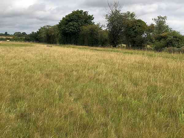 The meadow at Martins Meadow The meadow at Martins Meadow