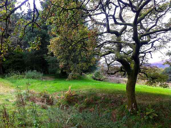 The Pond non-electric grass and earth tent pitch (premium, secluded)