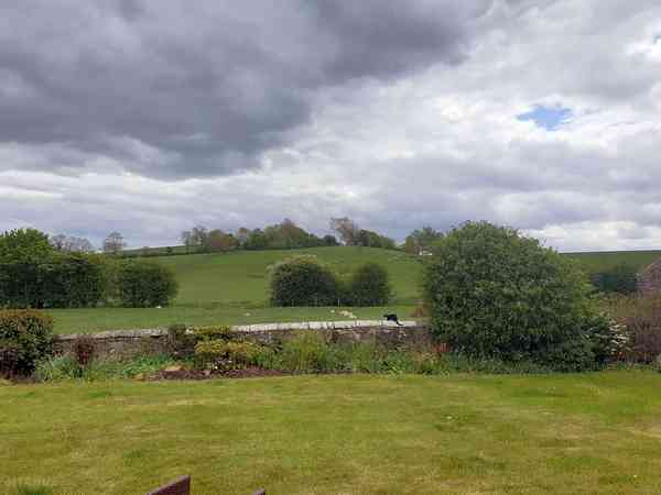 'Open green' side hedge non-electric grass tent pitch