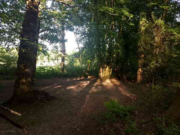 Emplacement pour tente sur sol forestier sans électricité (de taille moyenne)