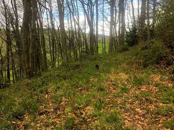 Non-electric forest floor tent pitch