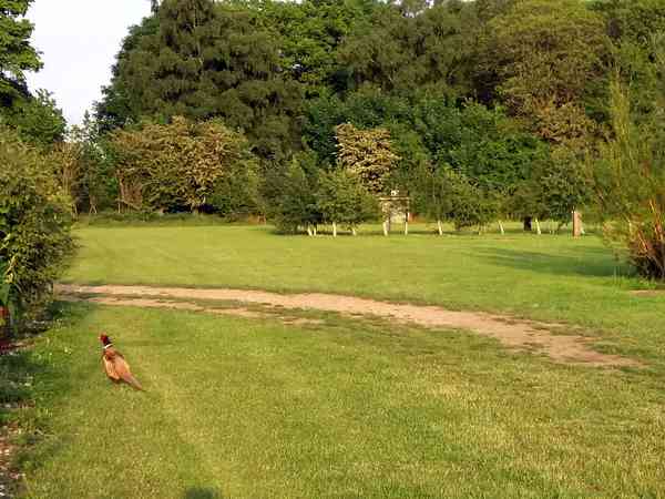 Pitches set among mature trees Pitches set among mature trees
