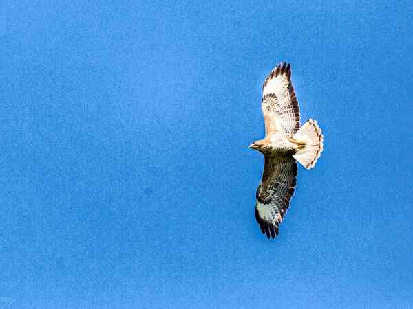 Buzzard flying overhead Buzzard flying overhead