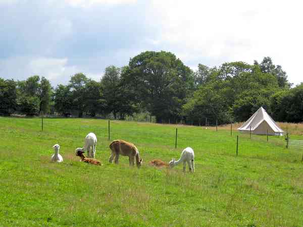 Daphne's bell tent