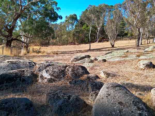 Granite rocks among the old gum trees Granite rocks among the old gum trees