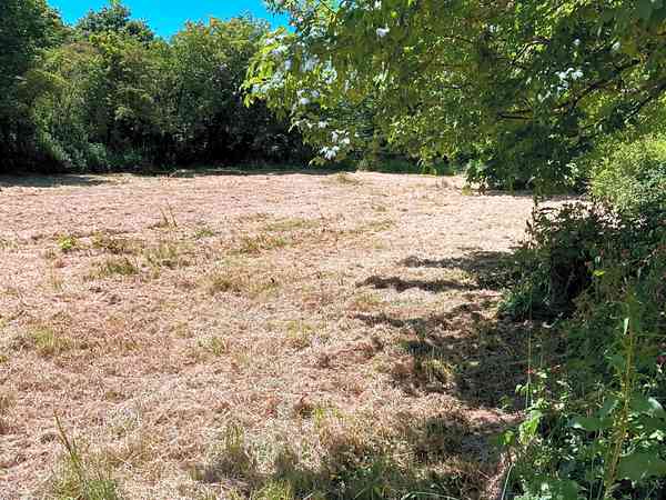 Bottom field non-electric grass tent pitch