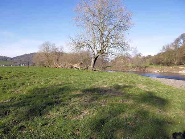 Primitive grass site
