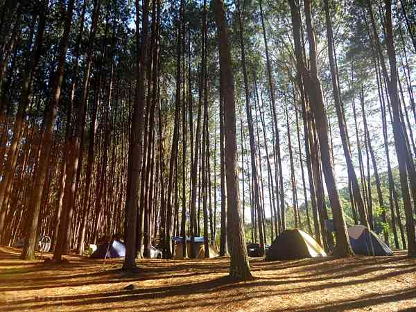 Camping in the woods Camping in the woods