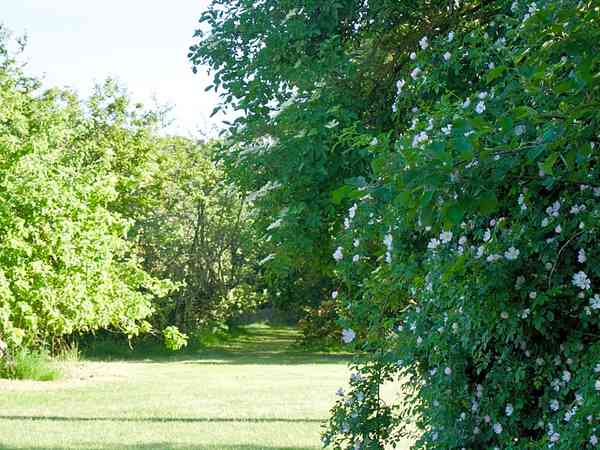 Non-electric grass tent or trailer tent pitch