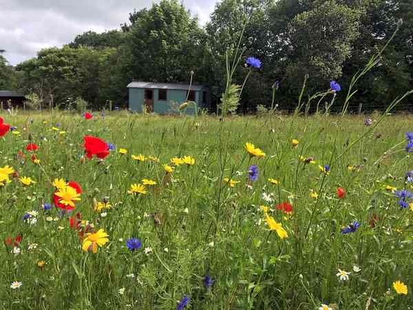 View of the shepherd's hut across the meadow View of the shepherd's hut across the meadow
