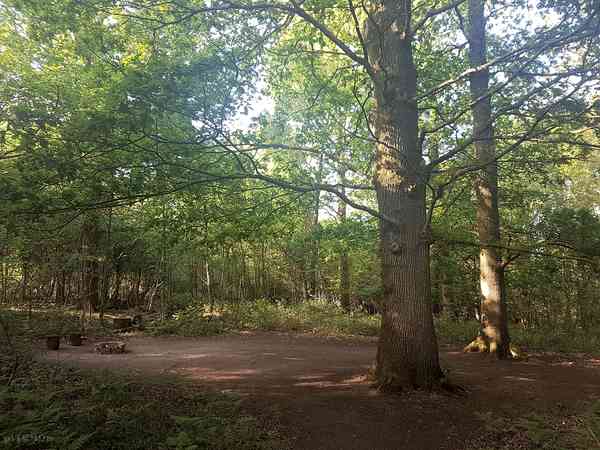 Woodland pitches Woodland pitches