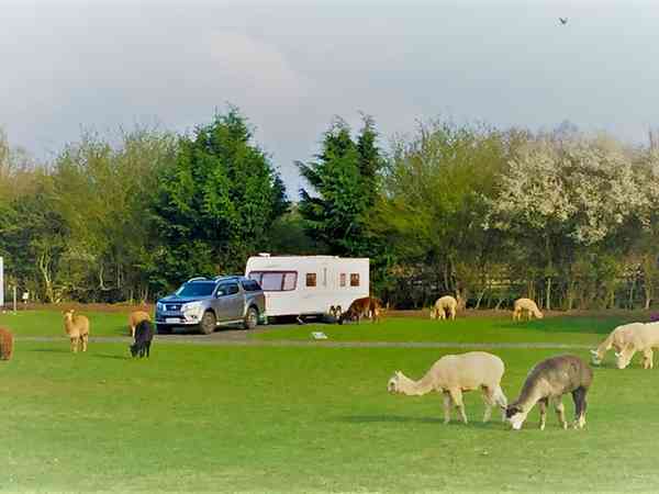 Buttercup fully-serviced hardstanding and grass touring pitch