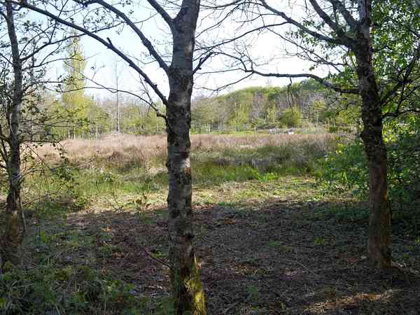 Bird Cherry - looking north east towards Amelanchier pitch Bird Cherry - looking north east towards Amelanchier pitch