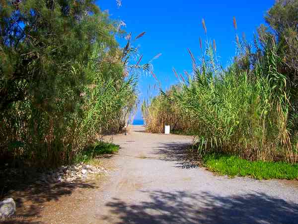 Bamboo θέση για σκηνή σε χώμα με ρεύμα προαιρετικά