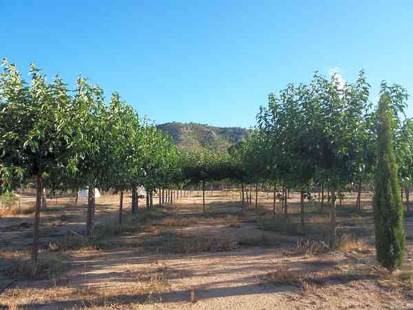 Mulberry-shaded pitches Mulberry-shaded pitches