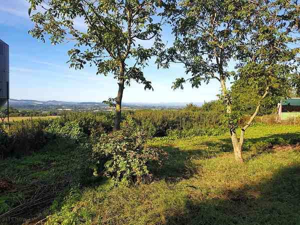 Non-electric grass tent pitch (woodland)
