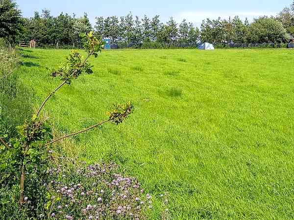 Non-electric grass and earth tent or trailer tent pitch (family)