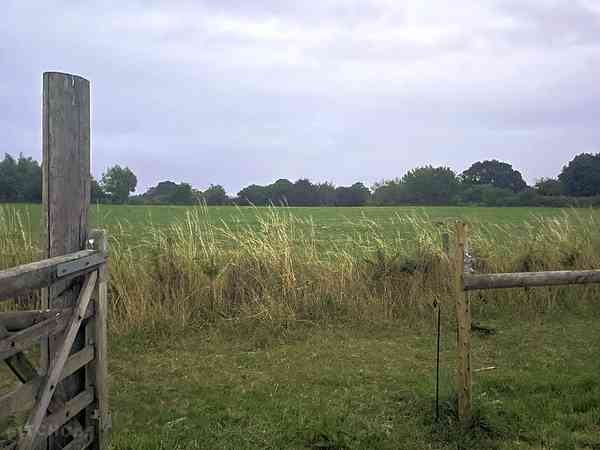 Wild forest non-electric grass tent pitch (secluded)