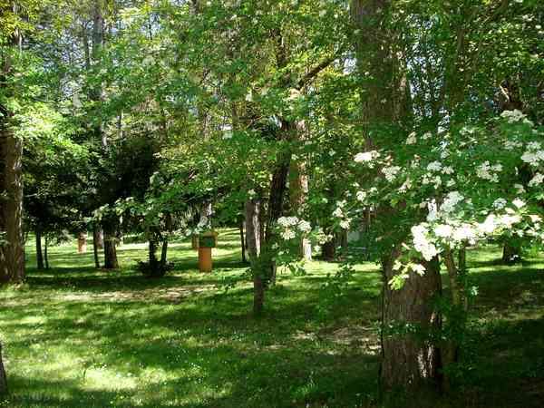 Pitches in the pine grove Pitches in the pine grove