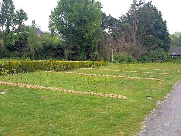 Pitches marked out by hedges Pitches marked out by hedges